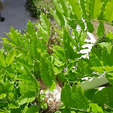 Daire ***** Quinta Do Por Do Sol ***** Figueira da Foz